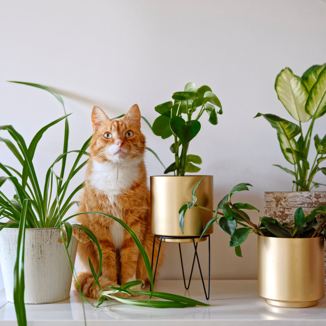 Pet Safe Does Not Mean Pet Food