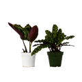 2 Calathea Plants Variety Pack in 4" Pots
