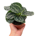 Calathea 'Green Goddess'