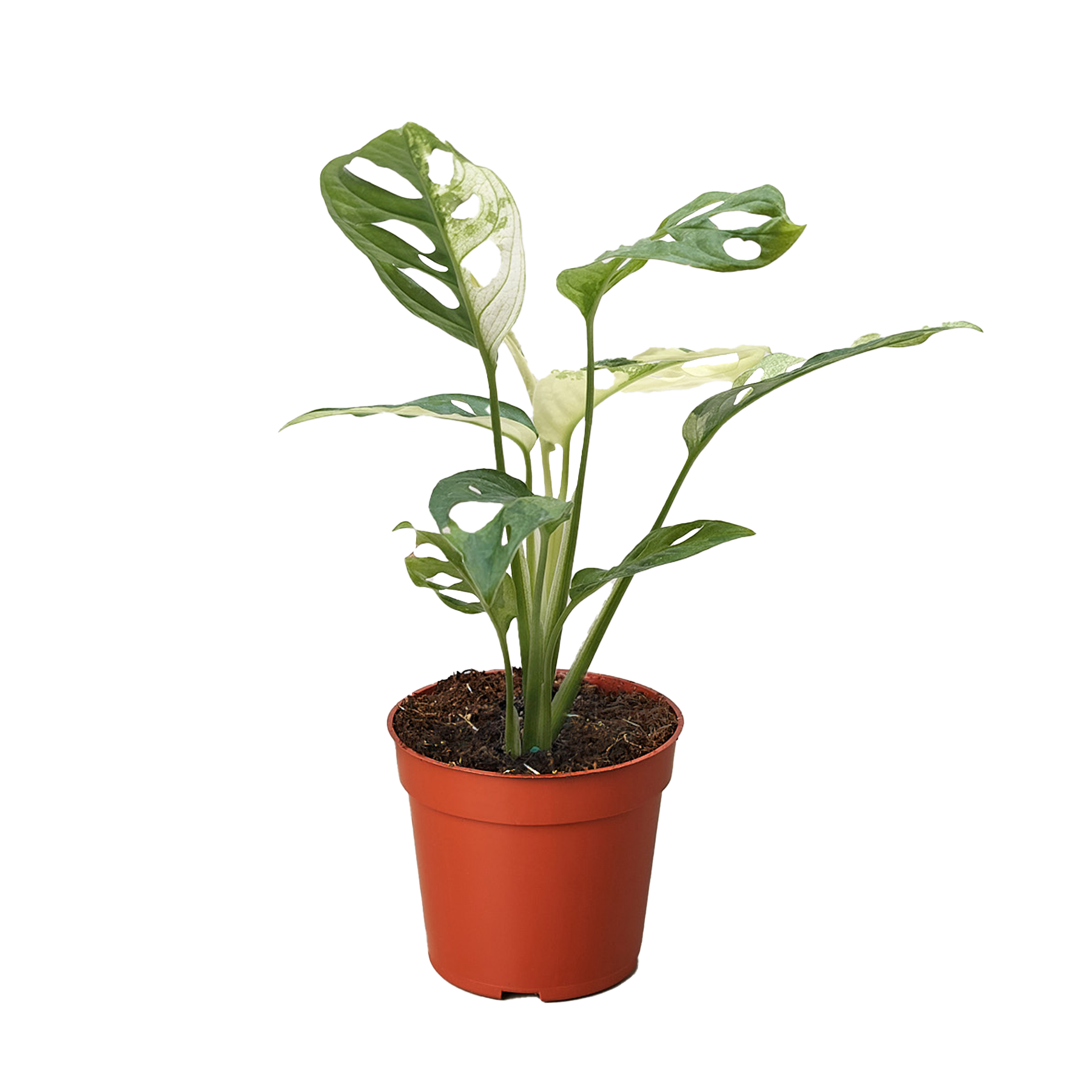 Monstera Adansonii 'Swiss Cheese Variegated'