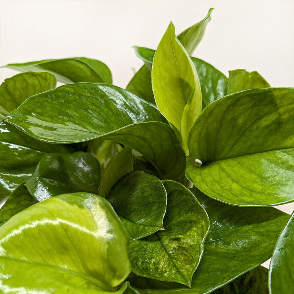 Pothos 'Lemon Top'