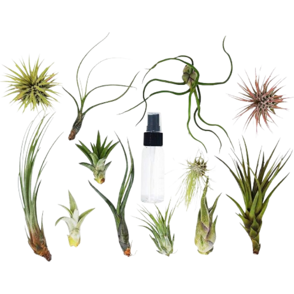 Tillandsia Air Plant Variety Pack w/ Spray Bottle